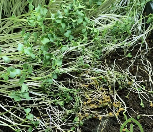 Overgrown microgreens with tangled roots and shoots.
