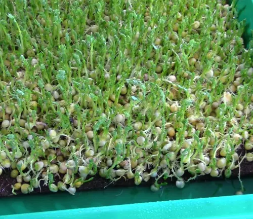 Dense green pea microgreens growing in a flat tray.
