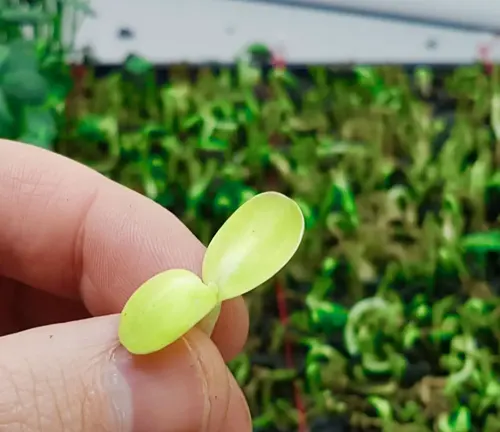 Hand holding a single sprouted microgreen.
