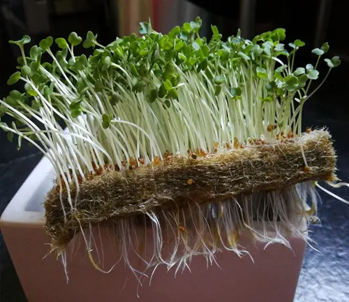 Thick pad of broccoli microgreens with visible roots.
