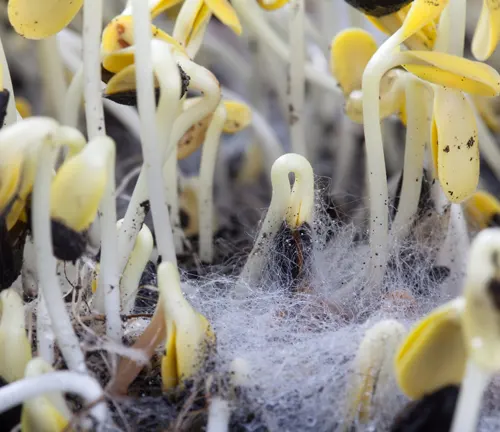 Yellow sprouting seeds showing signs of mold growth.
