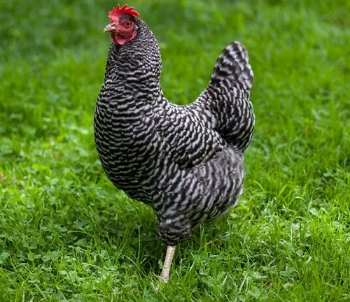 Plymouth Rock Rooster