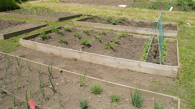 Wide raised bed garden with growing vegetables and rows of onions.
