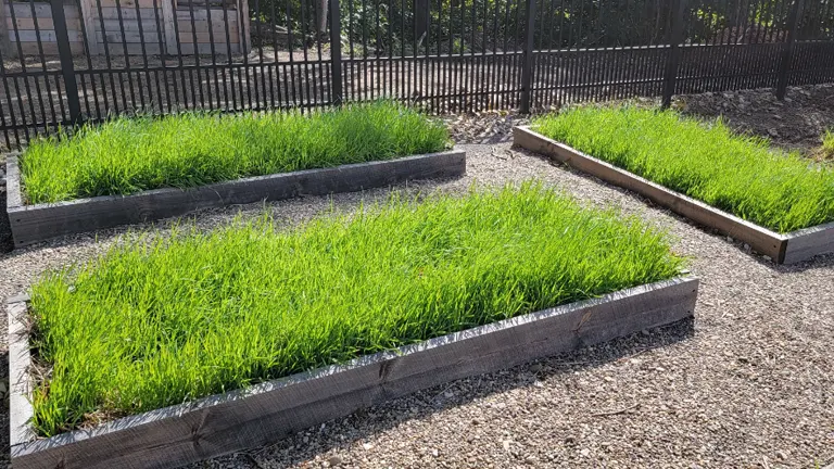 Multiple grass-covered raised garden beds in a gravel-covered area.