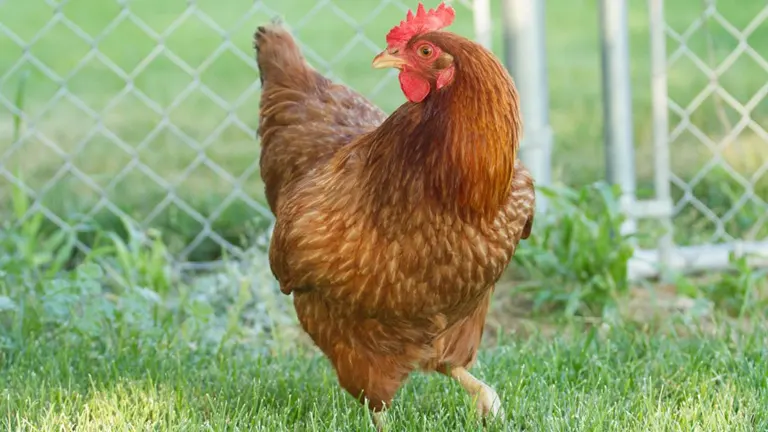 Red Star Hen