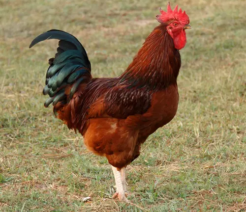 Rhode Island Red Rooster