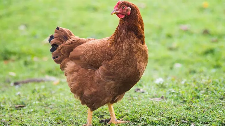 Rhode Island Red