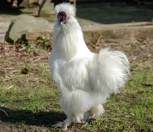 Silkie Rooster