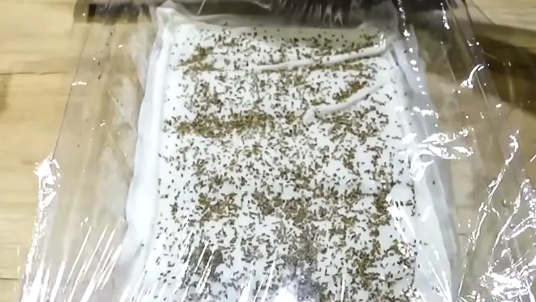 Carrot seeds evenly distributed on a damp cloth covered with stretch film.