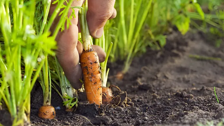 Person harvesting fresh carrots from a garden bed.