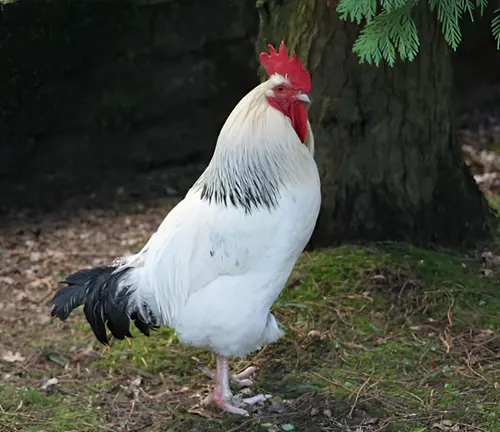 Sussex Rooster