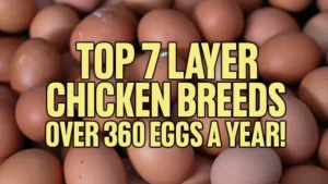 Top 7 Layer Chicken Breeds: Over 360 Eggs a Year!