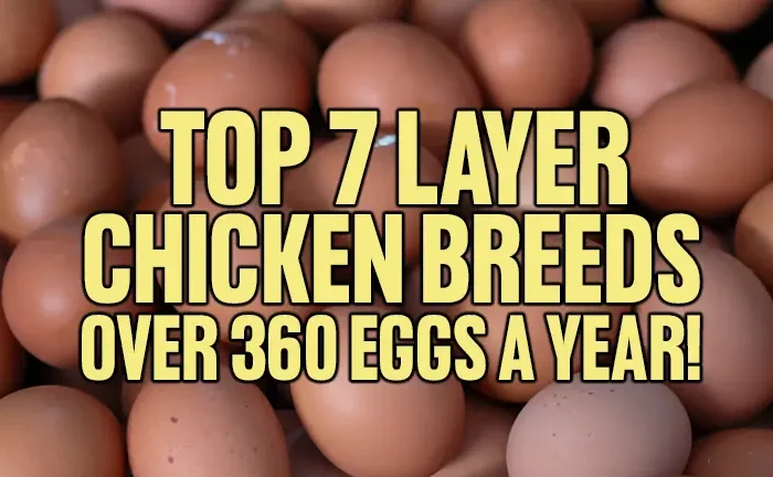 Top 7 Layer Chicken Breeds: Over 360 Eggs a Year!