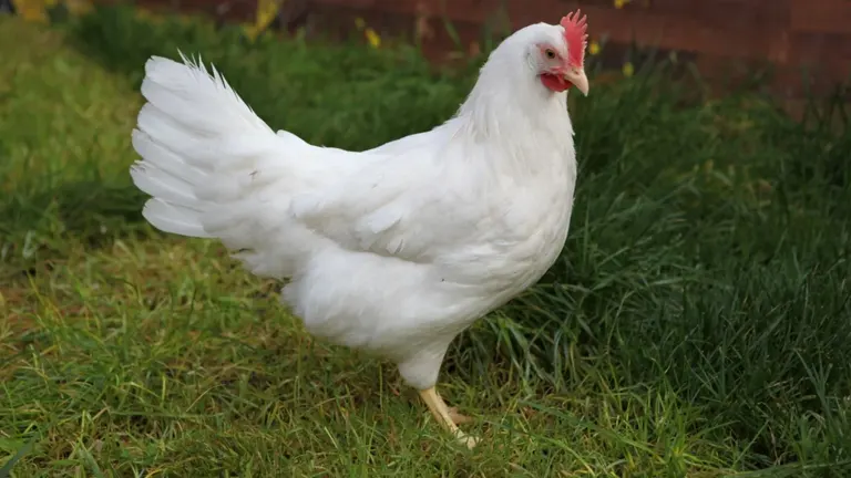 White Leghorn