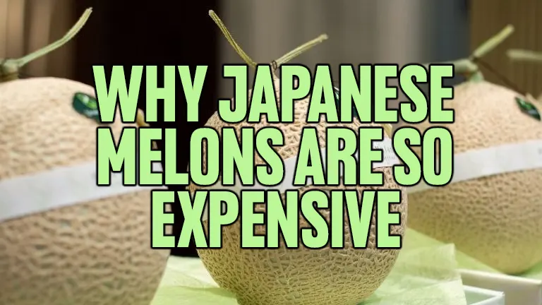 Why Japanese Melons Are So Expensive