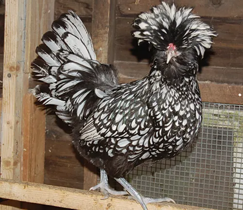 Polish Rooster