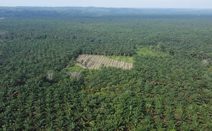 Forest Management of Aerial view of a large forest with a small cleared area