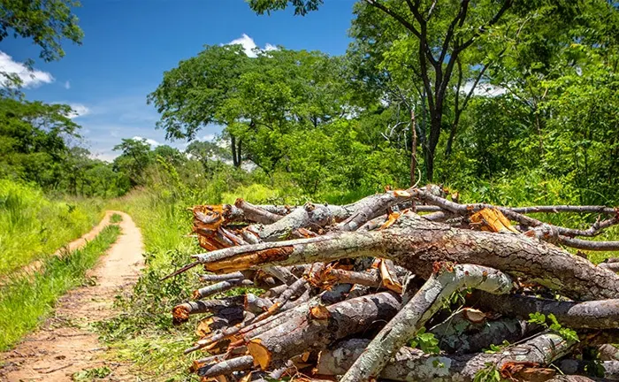 Piles of cut tree branches along a forest path illustrating forest management practices essential for climate change mitigation