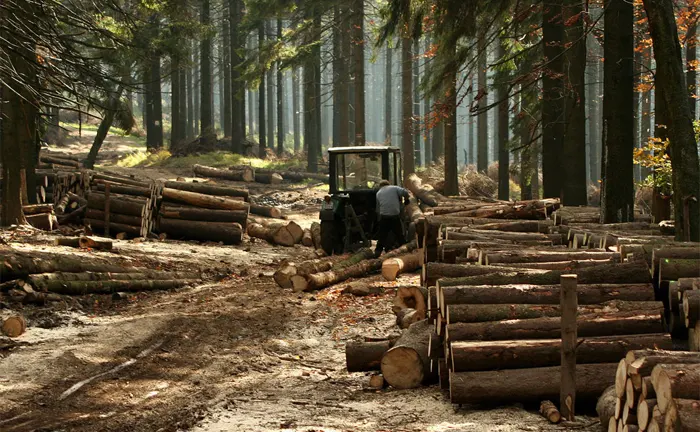 Sustainable Logging Foresters using machinery to selectively log trees in a dense forest, with marked logs and preserved canopy
