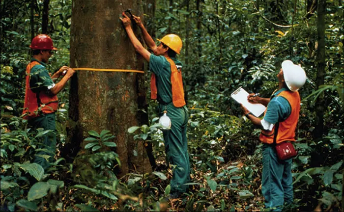 Forest Ecosystems workers measuring tree circumference and recording data for conservation purposes