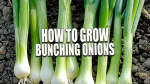 Bunching onions with white bulbs and long green stalks, freshly harvested and arranged neatly on soil.