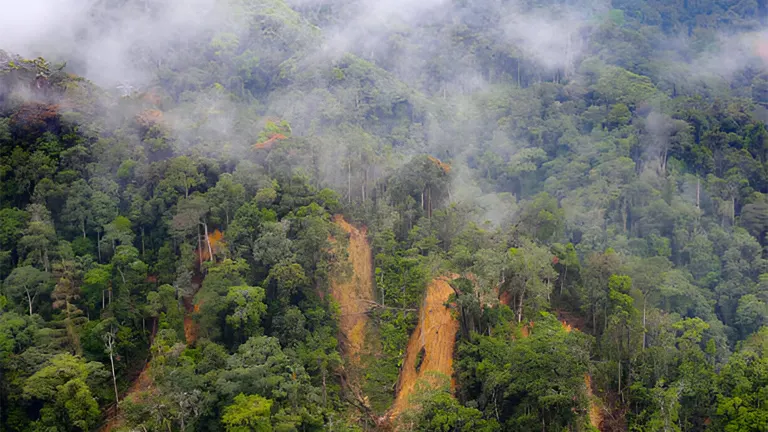 Global Impact of Illegal Logging