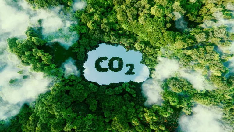 Carbon Pools in Forests