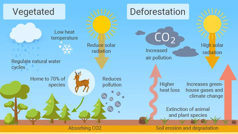 Deforestation