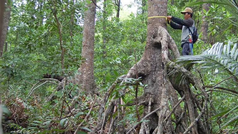 Measuring Forest Carbon Storage