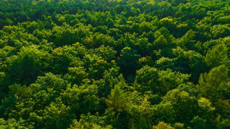 Economic Benefits of Forest Carbon Storage