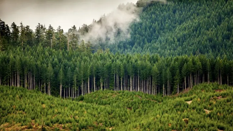 Choosing the Right Type of Forestry Investment