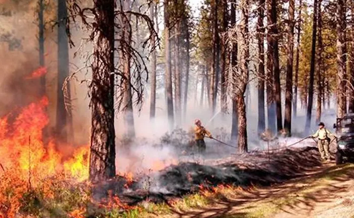 How is Forest Management Important to a Healthy Forest Ecosystem, Firefighters conducting a controlled burn in a forest to manage vegetation and prevent wildfires.