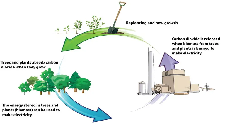 Measuring Sustainability in Forest Bioenergy