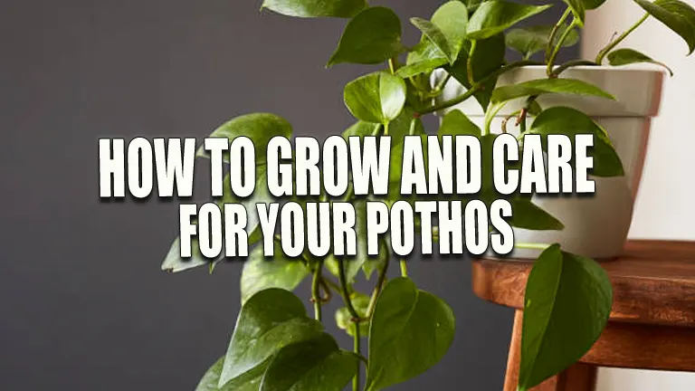 How to Grow and Care for Your Pothos: The Ultimate Success Guide