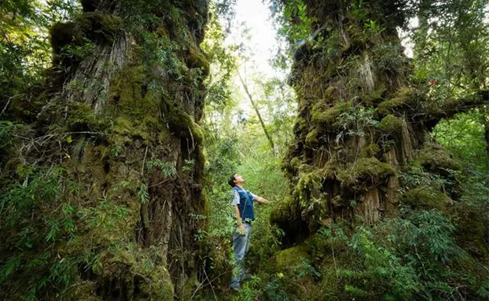 A man standing between two towering, ancient trees in a lush, green forest, exemplifying sustainable forestry practices.