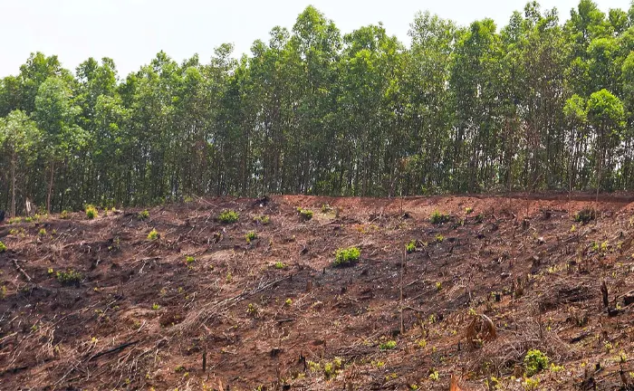 Clear-cut area in a forest with remaining tree line of Sustainable Forestry.