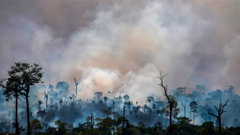 Impact of Climate Change on Forestry Investments