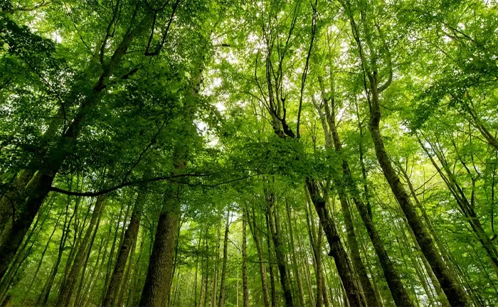 A lush, green forest with tall, densely packed trees and sunlight filtering through the canopy of 10 Things to Know Before Transitioning to Sustainable Forestry.