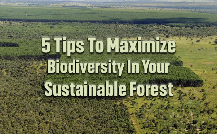 5 Tips to Maximize Biodiversity in Your Sustainable Forest