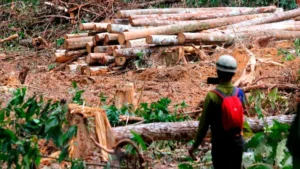 Illegal Logging Regulations and Enforcement