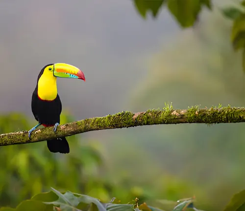 Colorful toucan perched on mossy branch.