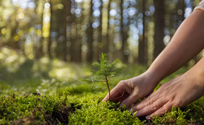 Hands planting a tree sapling in a forest, illustrating sustainable logging practices