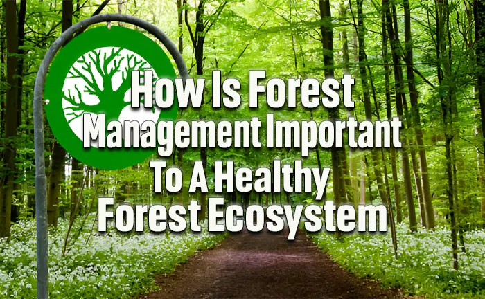 How Does Forest Management Benefit Ecosystems