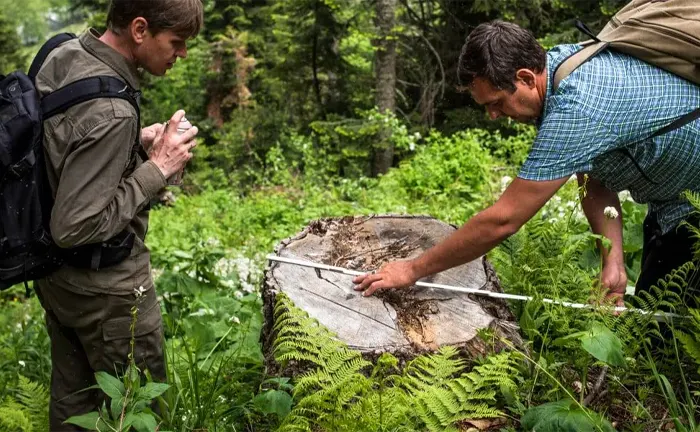 Researchers examining a large tree stump in a forest.