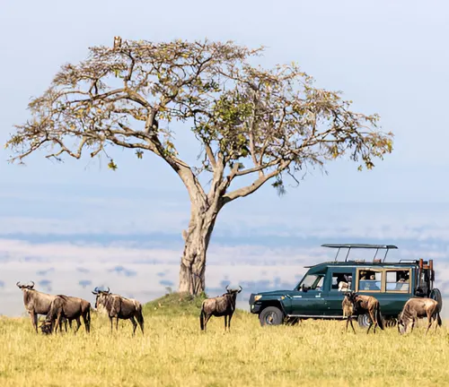 Safari vehicle observing wildebeests in savannah.