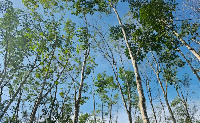 Young trees growing under a clear blue sky, showcasing sustainable logging practices.