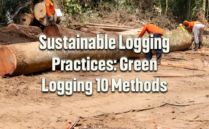 Sustainable Logging Practices: Green Logging 10 Methods