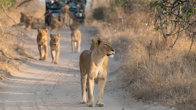 Lions on a dirt path with safari vehicles.