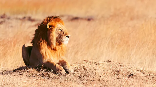 Lion resting in grassy savannah.