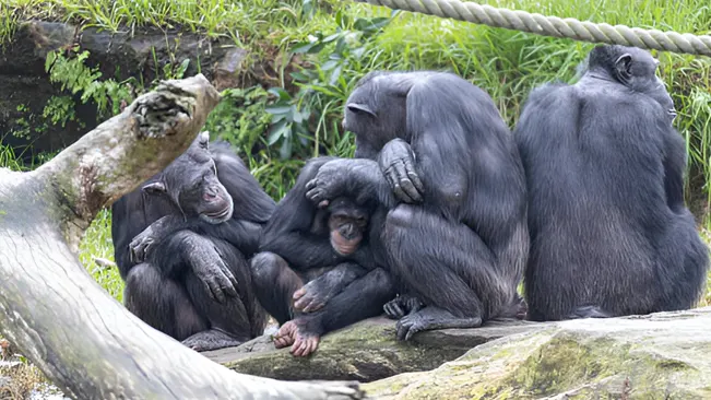 Group of chimpanzees sitting closely together on a rock, showing social behavior.